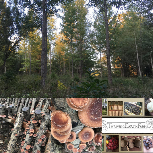 Agroforestry at Thriving Earth Farm: Sustainable Shiitake Log Production with a Regenerative Twist