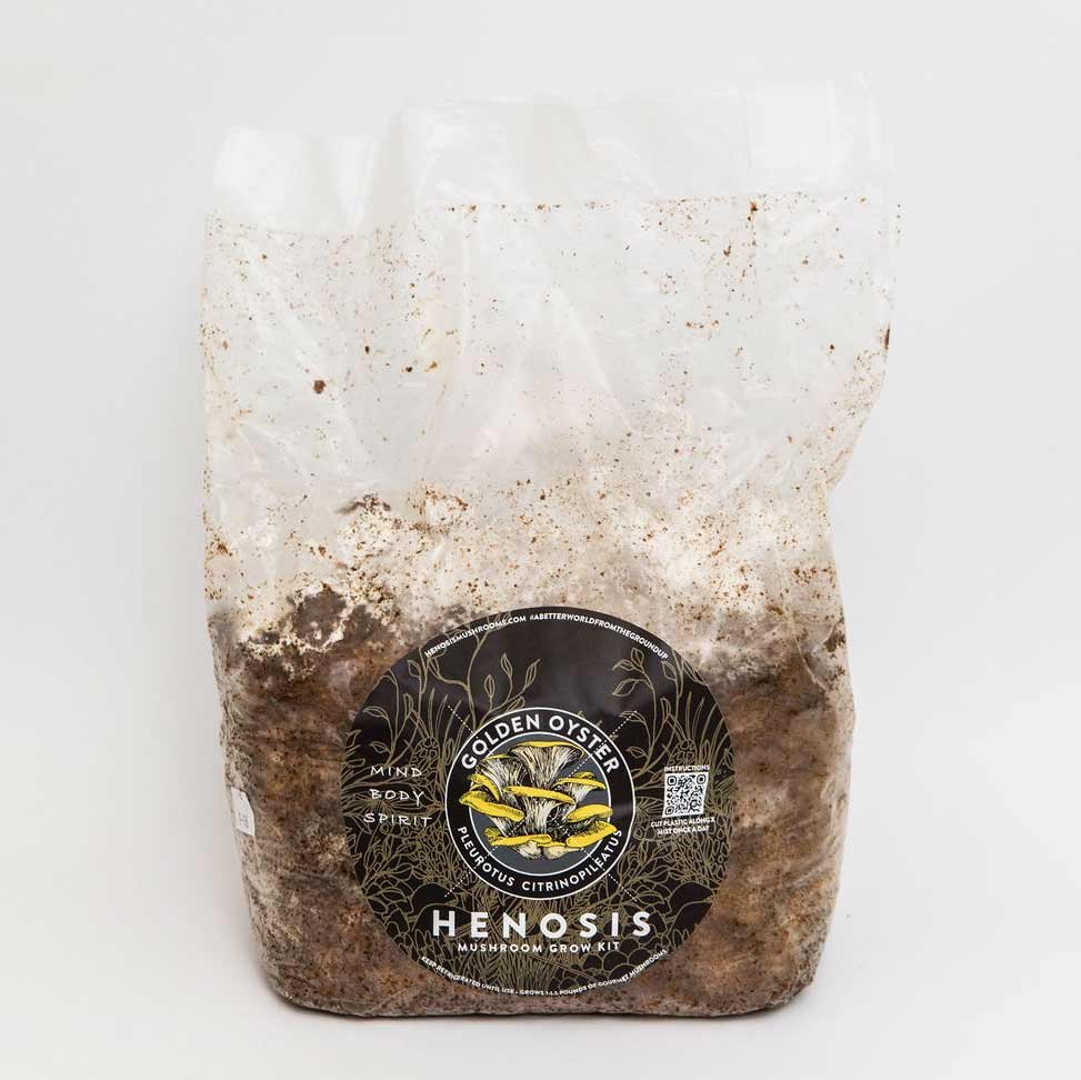 GoldenOyster_Mushroom_GrowKit_Henosis_1.jpg