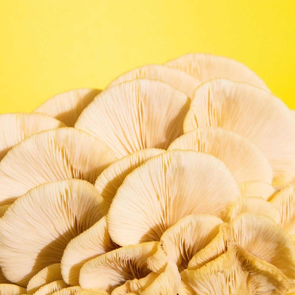 GoldenOyster_Mushroom_GrowKit_Henosis_13.jpg