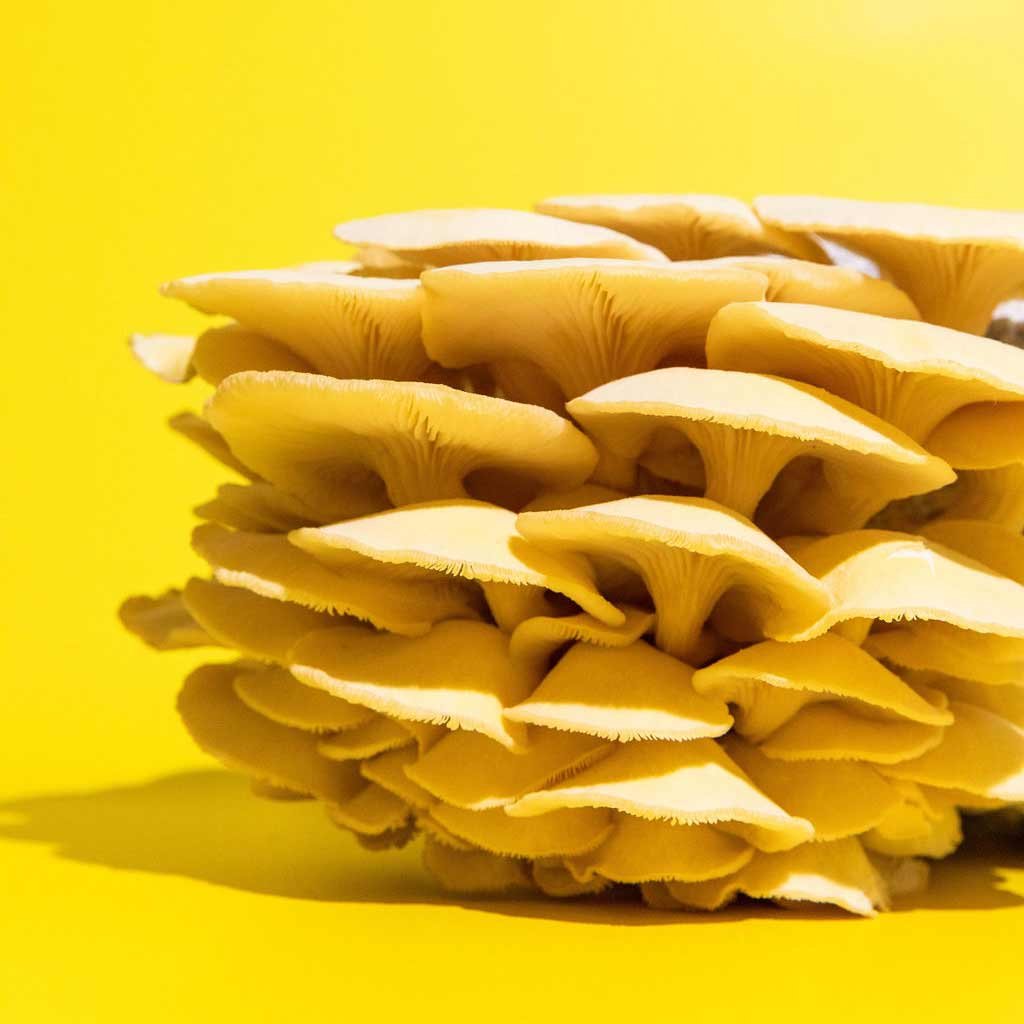 GoldenOyster_Mushroom_GrowKit_Henosis_14.jpg