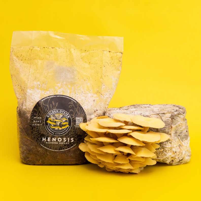 GoldenOyster_Mushroom_GrowKit_Henosis_20.jpg