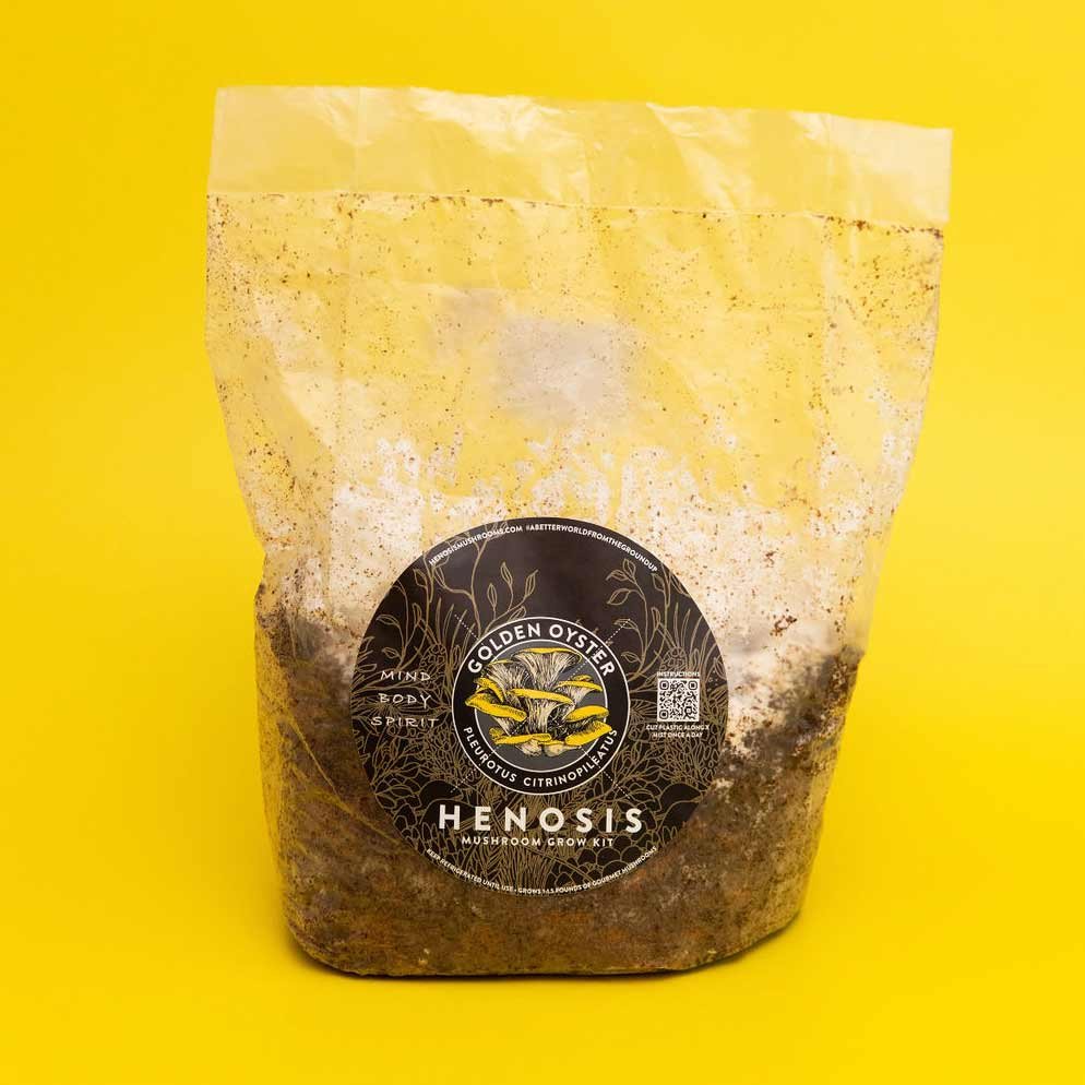 GoldenOyster_Mushroom_GrowKit_Henosis_21.jpg