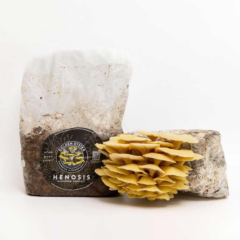 GoldenOyster_Mushroom_GrowKit_Henosis_3.jpg
