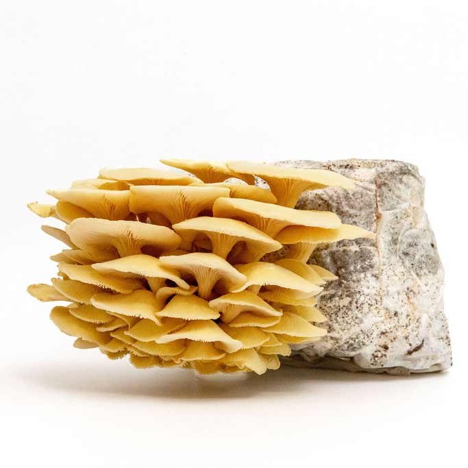 GoldenOyster_Mushroom_GrowKit_Henosis_6.jpg