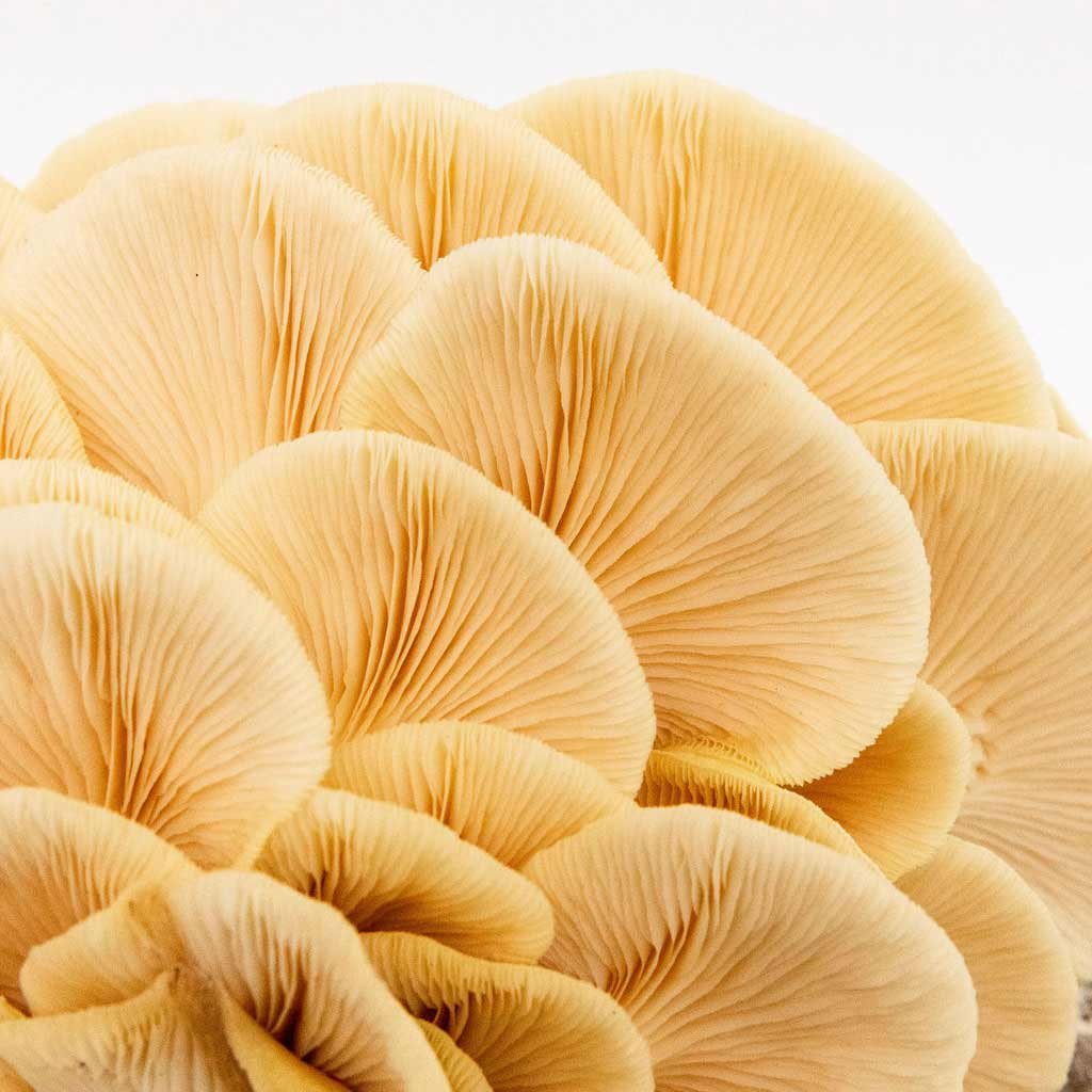 GoldenOyster_Mushroom_GrowKit_Henosis_8.jpg