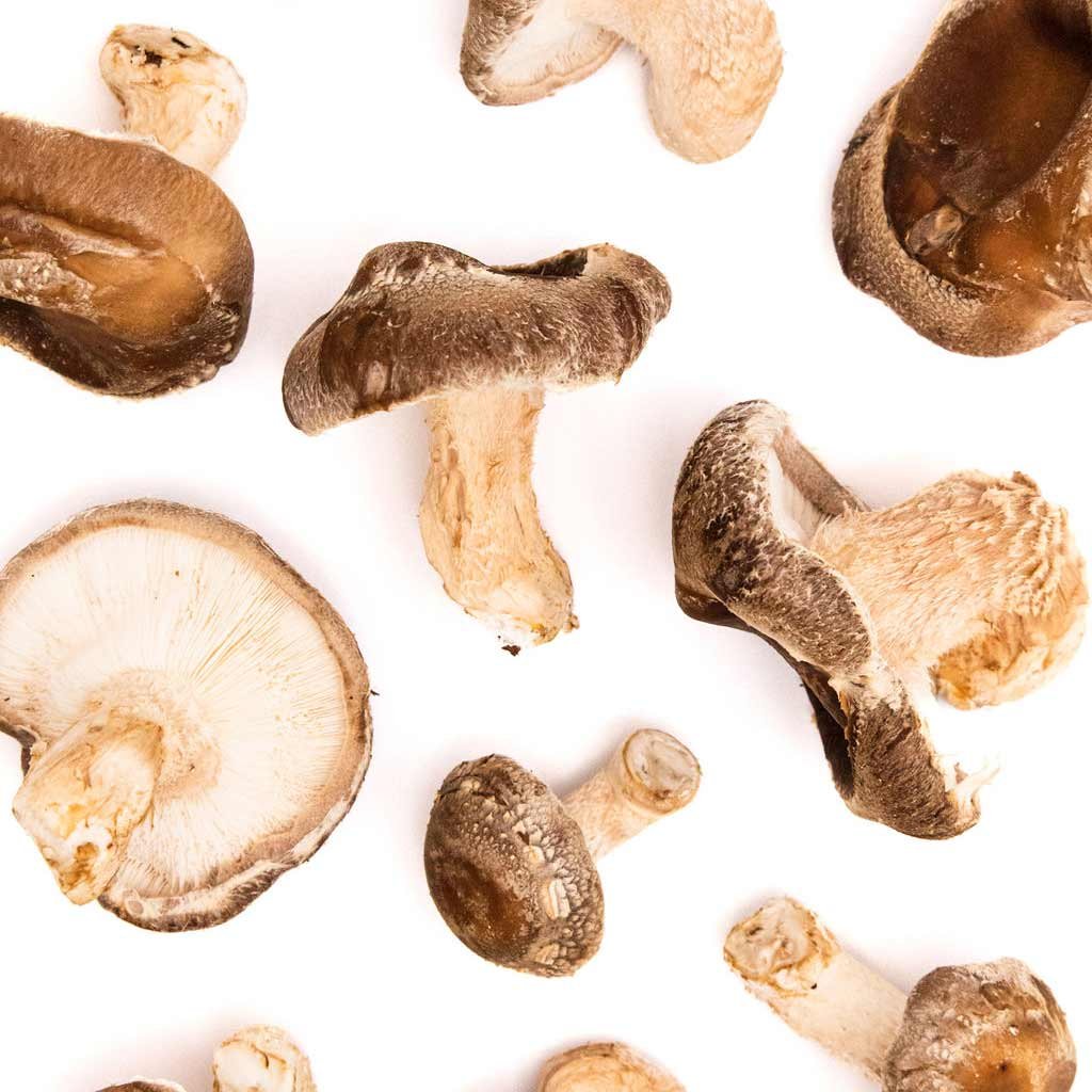 Shiitake_Mushroom_Spawn_11.jpg