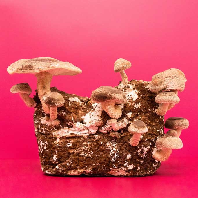 Shiitake_Mushroom_Spawn_13.jpg