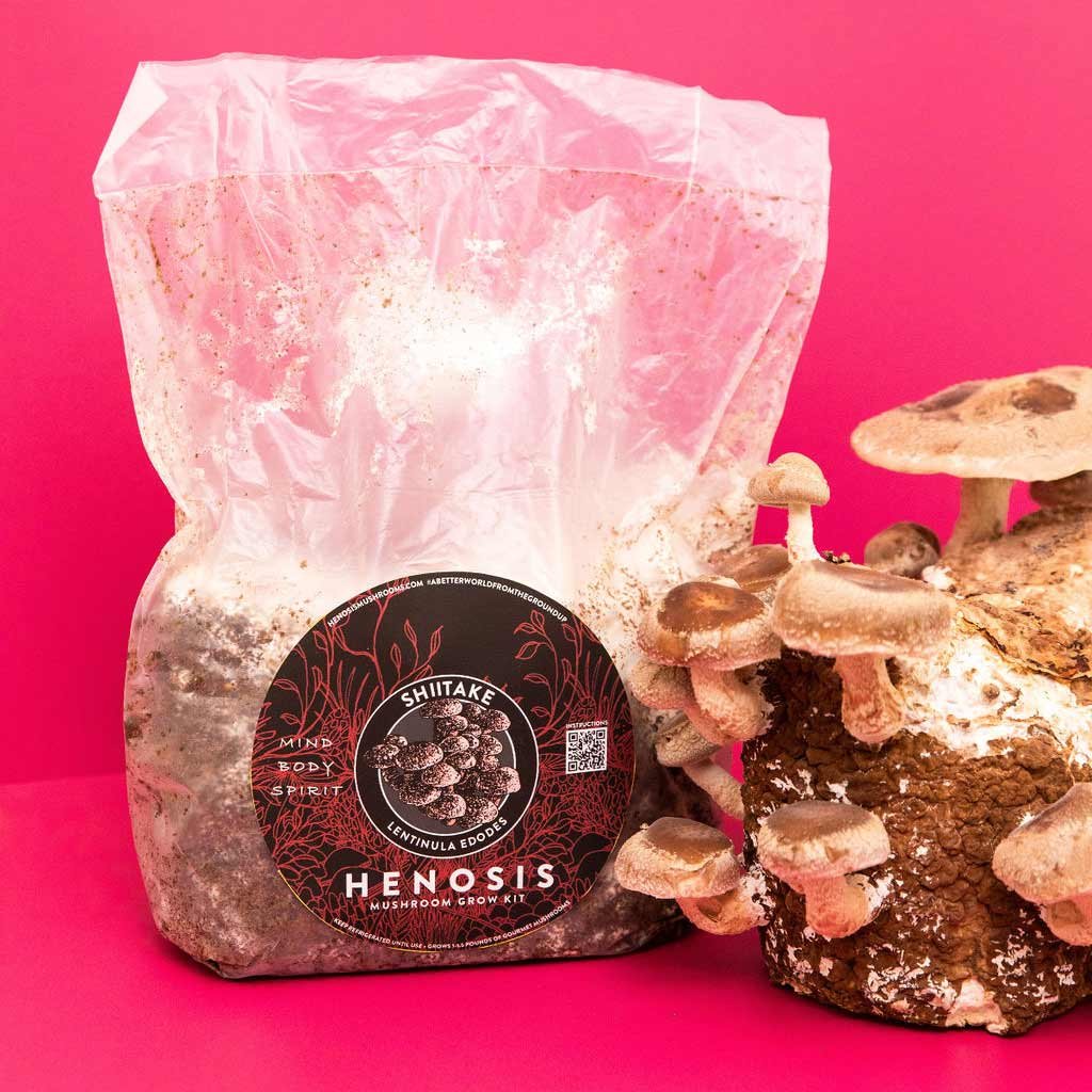 Shiitake_Mushroom_Spawn_17.jpg