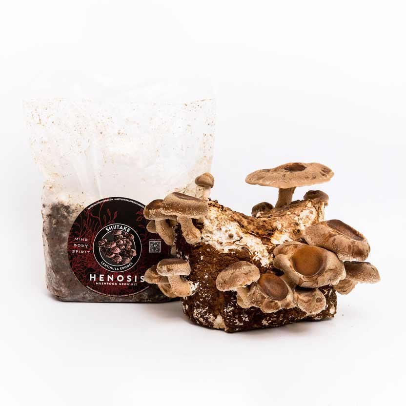 Shiitake_Mushroom_Spawn_2.jpg