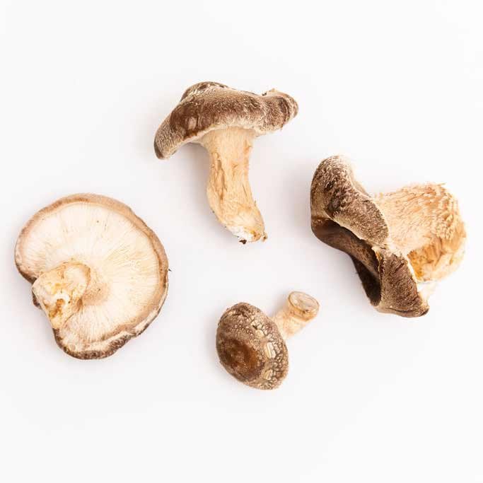 Shiitake_Mushroom_Spawn_22.jpg