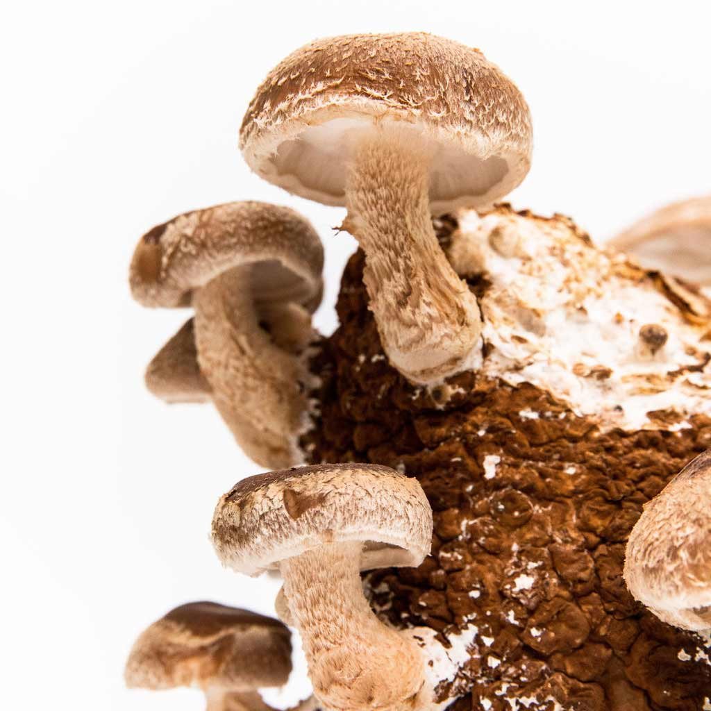 Shiitake_Mushroom_Spawn_3.jpg