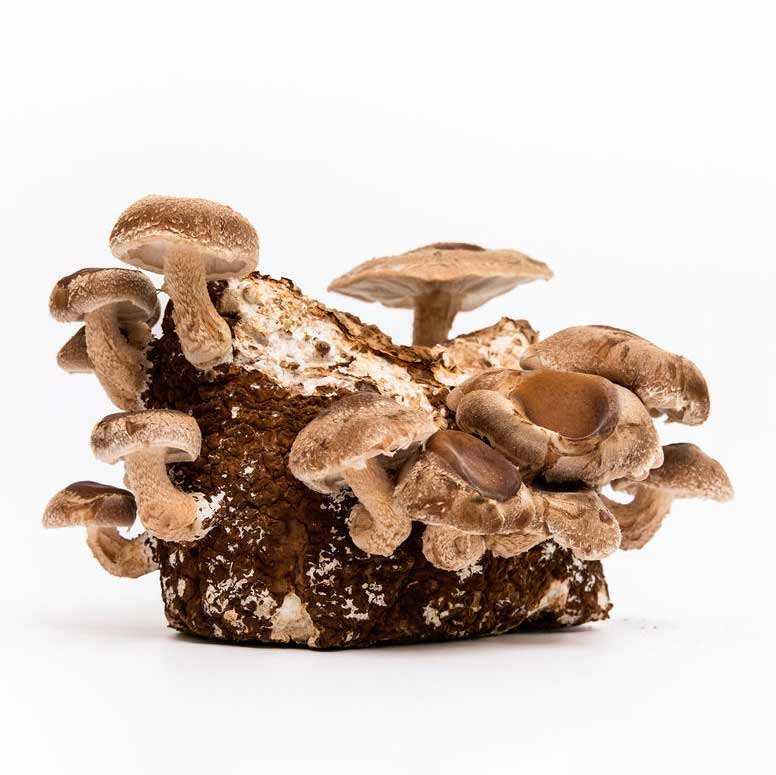 Shiitake_Mushroom_Spawn_4.jpg
