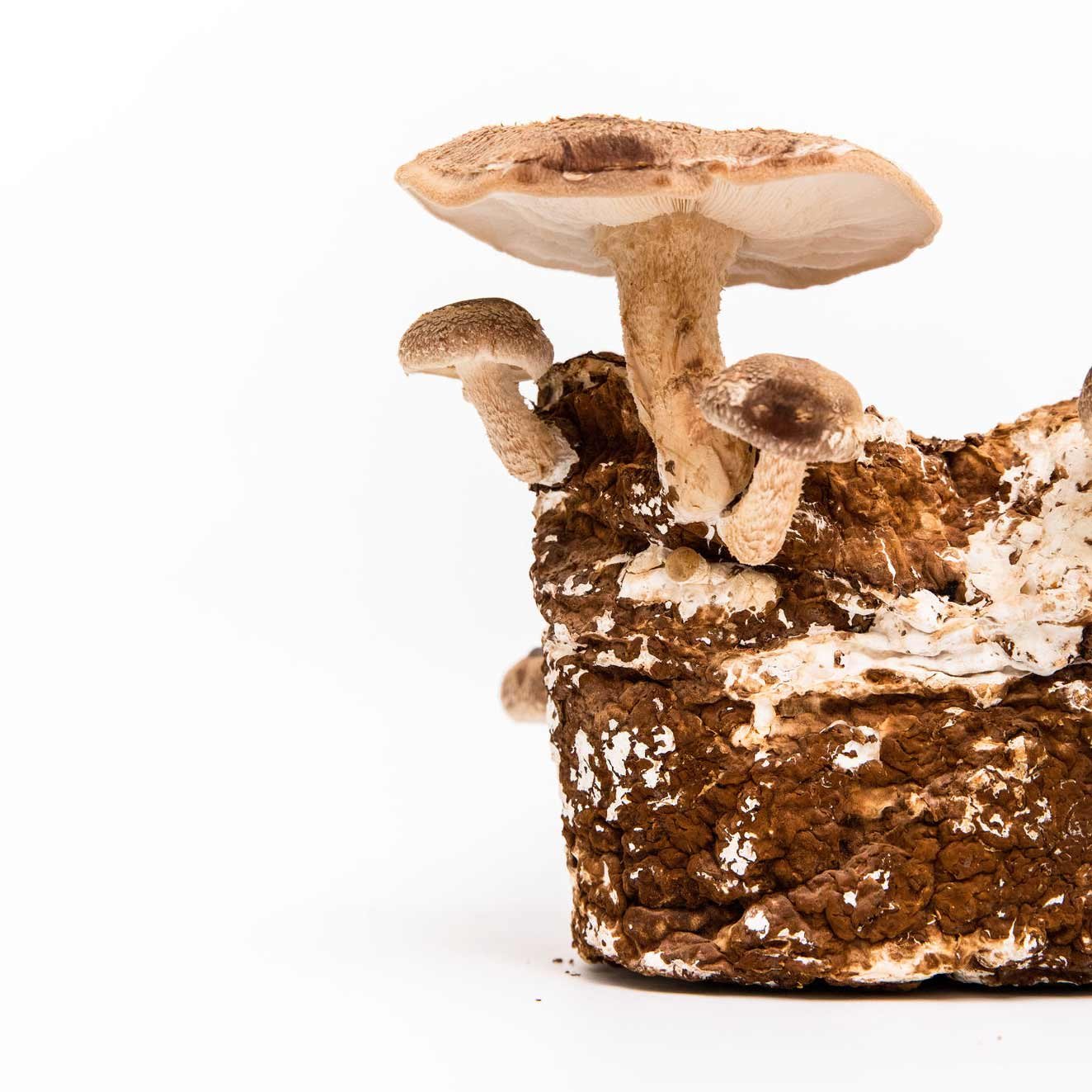 Shiitake_Mushroom_Spawn_7.jpg