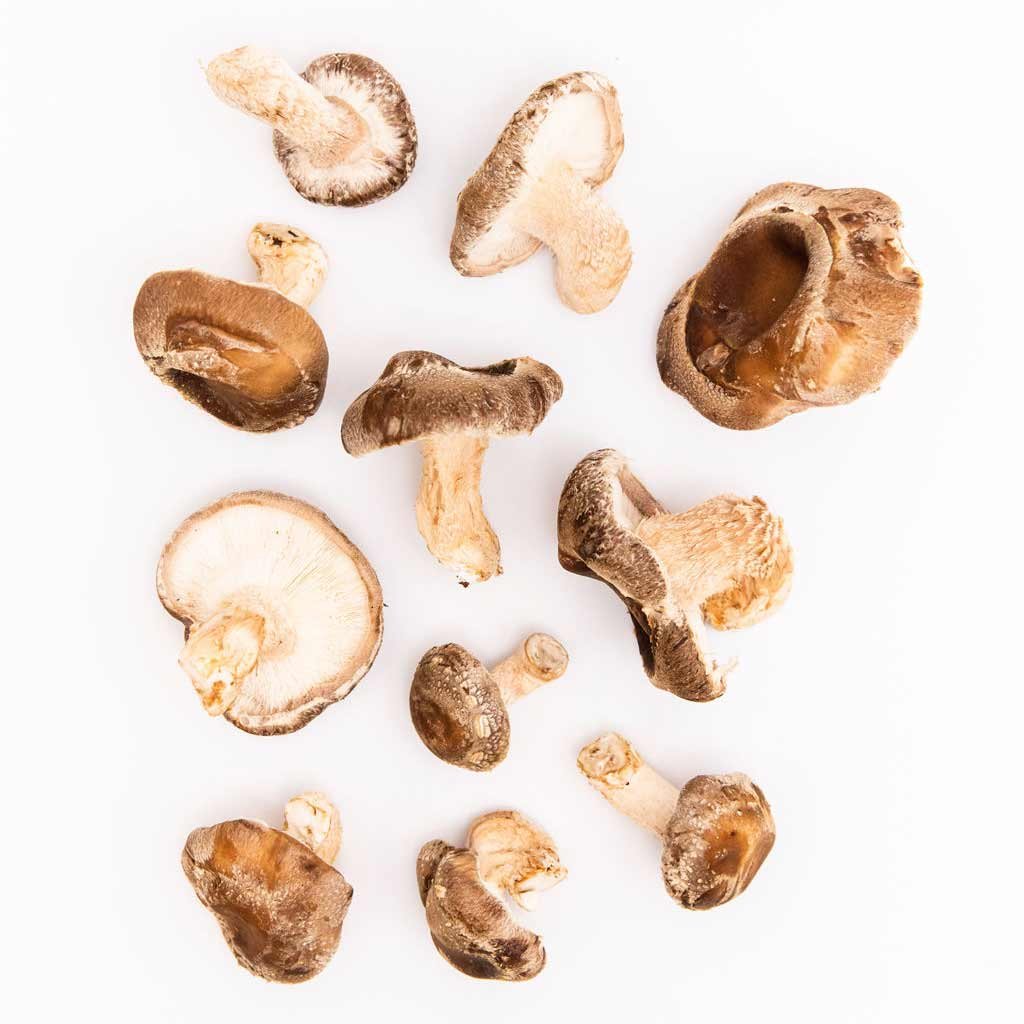 Shiitake_Mushroom_Spawn_9.jpg