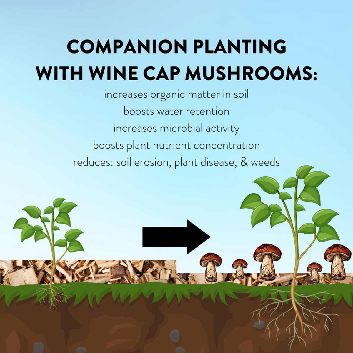 Wine-Cap-Mushrooms-IG-Carousel.jpg