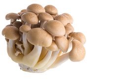 //www.henosismushrooms.com/cdn/shop/files/beech-isolated-white_2x_91a3e160-1369-45d1-a6e4-8fbdc2405163_small.png?v=1757107298