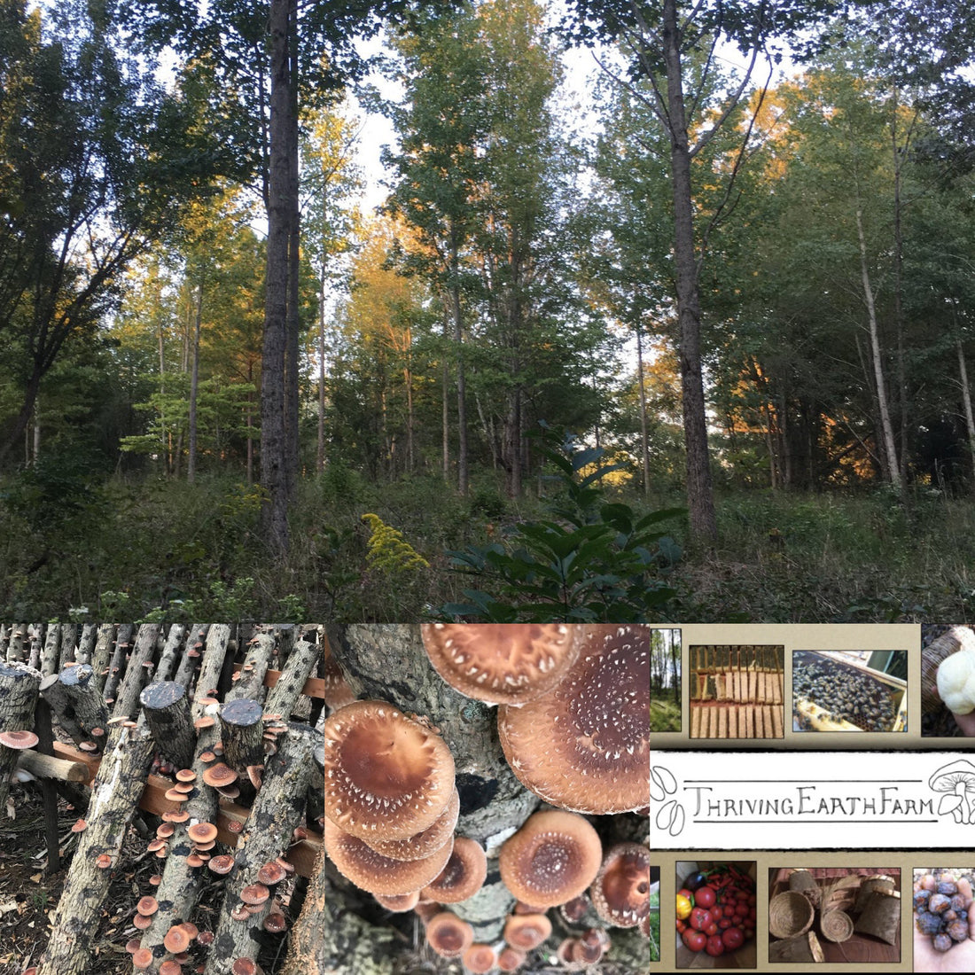 Agroforestry at Thriving Earth Farm: Sustainable Shiitake Log Production with a Regenerative Twist