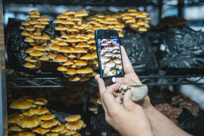 Culinary Farm Experience