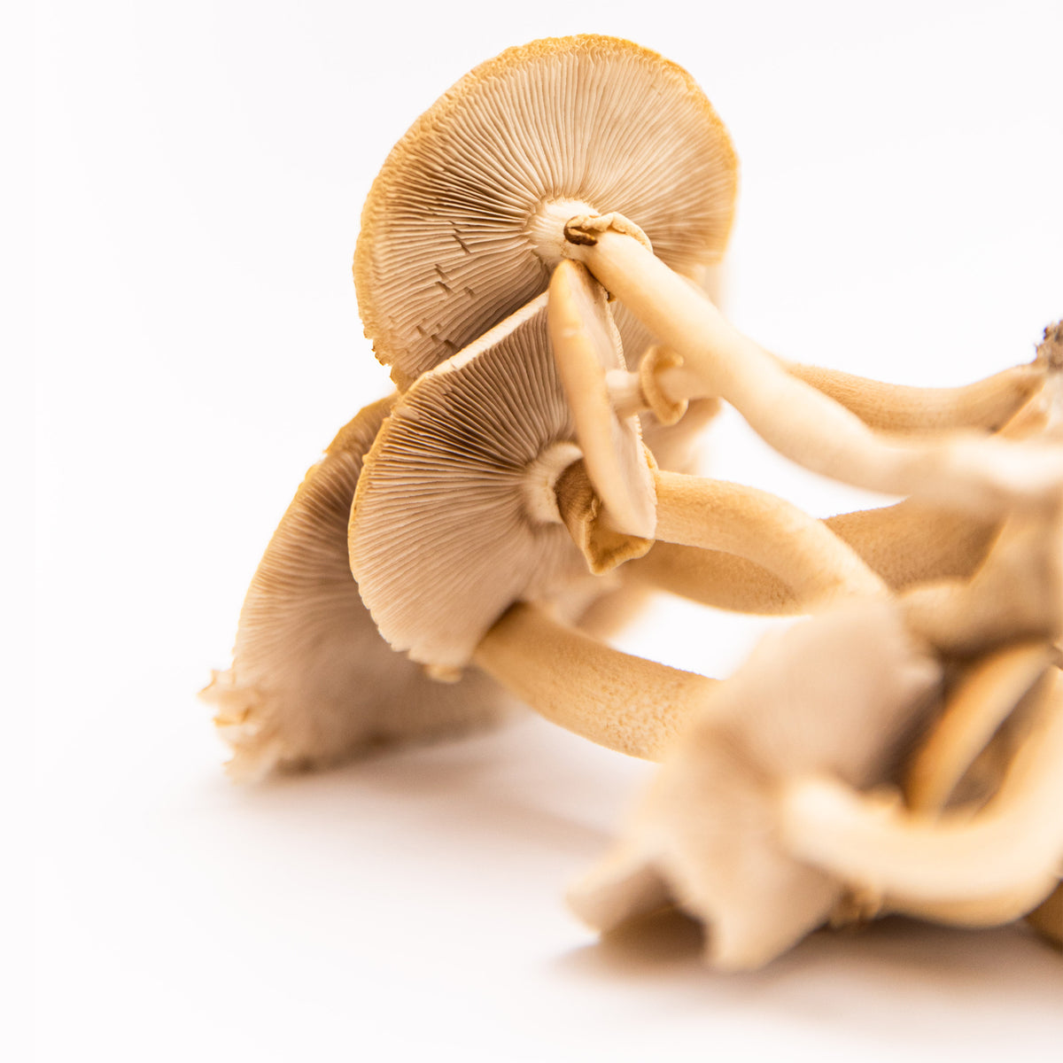 Piopinno Mushrooms (Master)