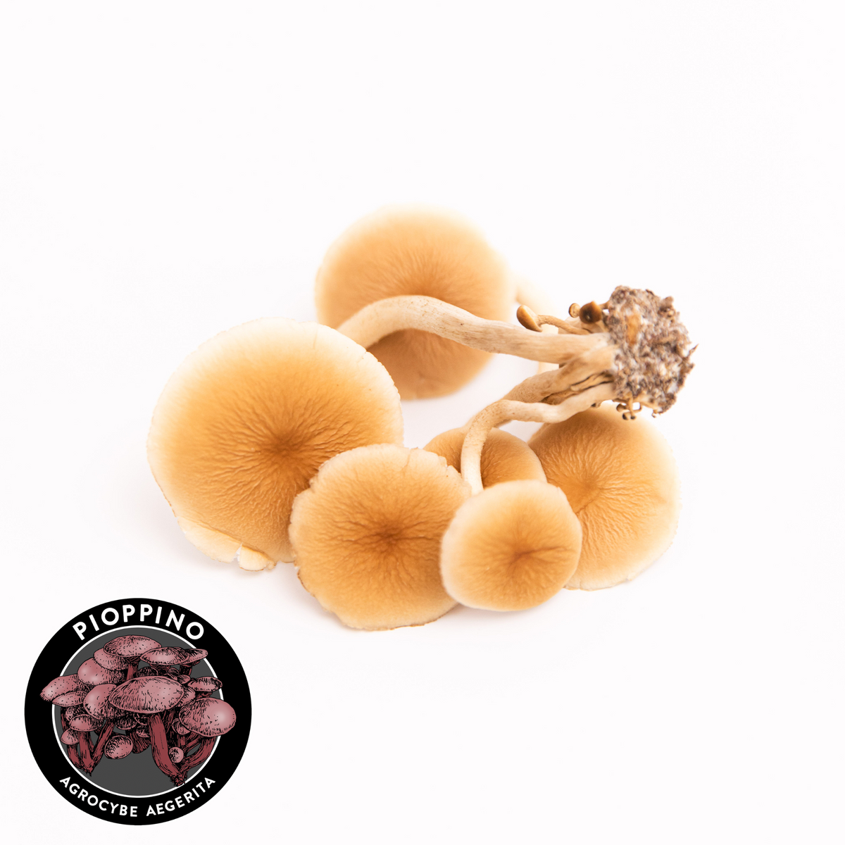 Piopinno mushroom cluster