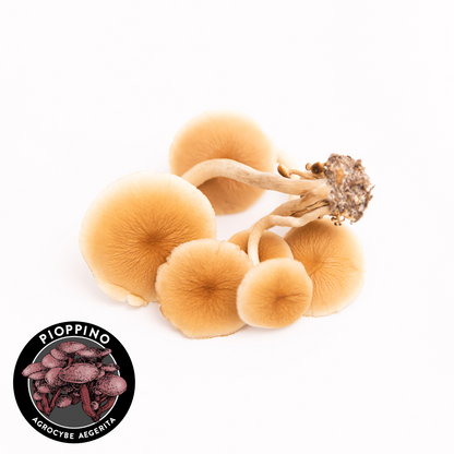 Piopinno mushroom cluster
