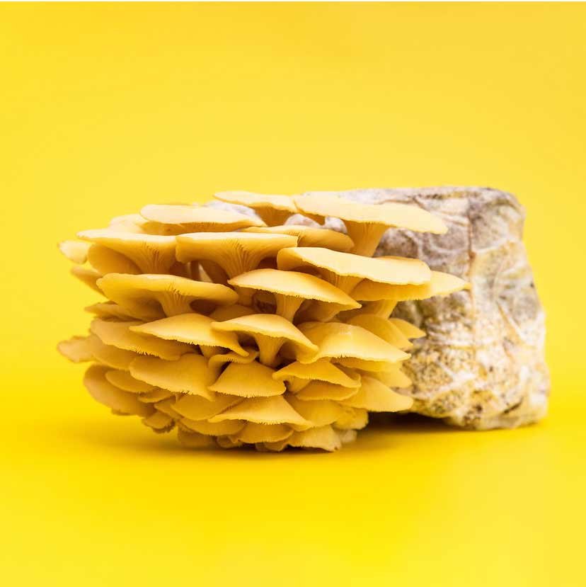 GoldenOyster_Mushroom_GrowKit_Henosis_17.jpg
