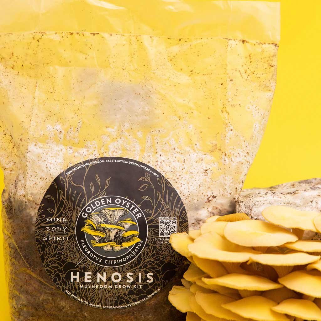 GoldenOyster_Mushroom_GrowKit_Henosis_19.jpg