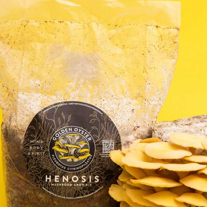 GoldenOyster_Mushroom_GrowKit_Henosis_19.jpg