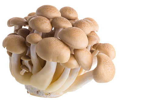 Beech Mushrooms Market